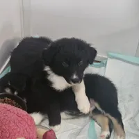 Panther, a male Border Collie and Bernese Mountain Dog for sale in Jackson, MI – 1 of 7