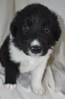 Panther, a male Border Collie and Bernese Mountain Dog for sale in Jackson, MI – 4 of 6