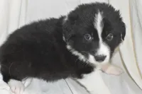 Stitch, a male Border Collie and Bernese Mountain Dog for sale in Jackson, MI – 5 of 7