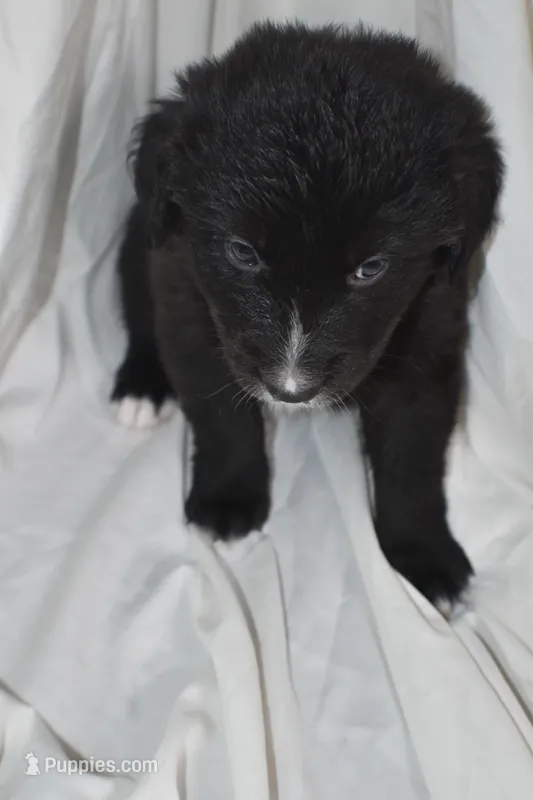 Coco, a female Border Collie and Bernese Mountain Dog for sale in Jackson, MI – 1 of 3