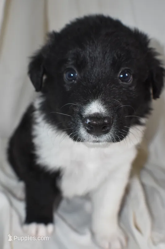 Panther – Border Collie, Bernese Mountain Dog puppy for sale in Jackson, MI