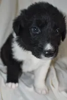 Panther, a male Border Collie and Bernese Mountain Dog for sale in Jackson, MI – 5 of 6