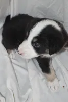 Valley, a female Border Collie and Bernese Mountain Dog for sale in Jackson, MI – 3 of 6