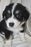 Bernie, a male Border Collie and Bernese Mountain Dog for sale in Jackson, MI – 1 of 6