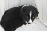 Stitch, a male Border Collie and Bernese Mountain Dog for sale in Jackson, MI – 7 of 7