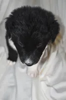 Panther, a male Border Collie and Bernese Mountain Dog for sale in Jackson, MI – 2 of 4