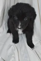 Coco, a female Border Collie and Bernese Mountain Dog for sale in Jackson, MI – 6 of 7
