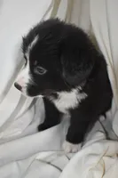 Vader, a male Border Collie and Bernese Mountain Dog for sale in Jackson, MI – 4 of 8