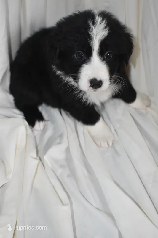 Buttons – Border Collie, Bernese Mountain Dog puppy for sale in Jackson, MI