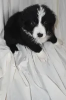 Buttons, a female Border Collie and Bernese Mountain Dog for sale in Jackson, MI – 1 of 4