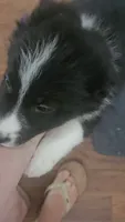 Stitch, a male Border Collie and Bernese Mountain Dog for sale in Jackson, MI – 6 of 7