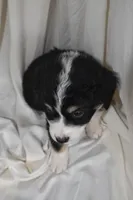 Bernie, a male Border Collie and Bernese Mountain Dog for sale in Jackson, MI – 5 of 6