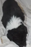 Panther, a male Border Collie and Bernese Mountain Dog for sale in Jackson, MI – 4 of 4