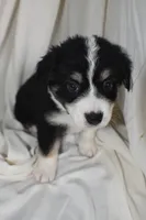 Bernie, a male Border Collie and Bernese Mountain Dog for sale in Jackson, MI – 3 of 6