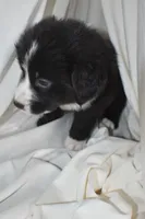 Vader, a male Border Collie and Bernese Mountain Dog for sale in Jackson, MI – 4 of 7
