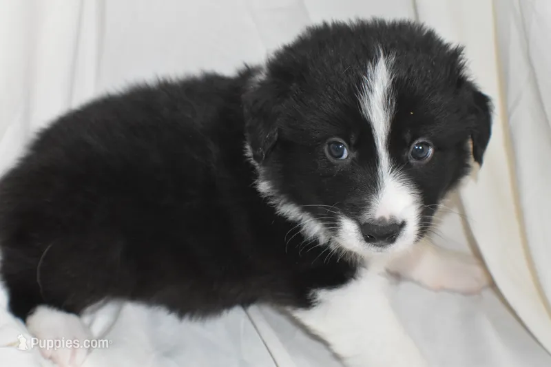 Stitch – Border Collie, Bernese Mountain Dog puppy for sale in Jackson, MI