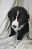 Vader, a male Border Collie and Bernese Mountain Dog for sale in Jackson, MI – 5 of 7