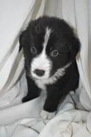 Vader, a male Border Collie and Bernese Mountain Dog for sale in Jackson, MI – 6 of 8