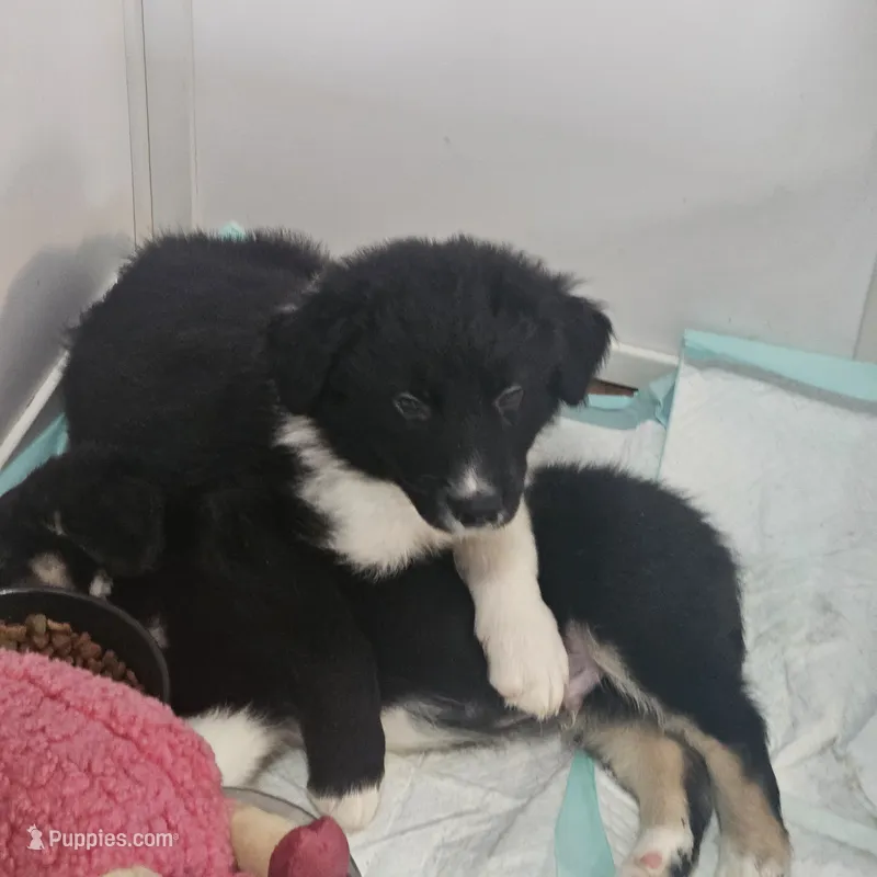 Panther – Border Collie, Bernese Mountain Dog puppy for sale in Jackson, MI