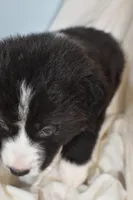Vader, a male Border Collie and Bernese Mountain Dog for sale in Jackson, MI – 7 of 8