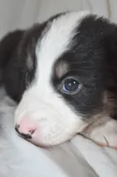 Valley, a female Border Collie and Bernese Mountain Dog for sale in Jackson, MI – 5 of 6