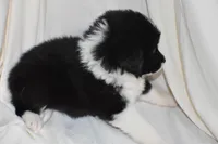 Stitch, a male Border Collie and Bernese Mountain Dog for sale in Jackson, MI – 2 of 7
