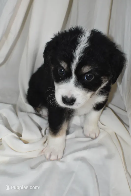 Bernie – Border Collie, Bernese Mountain Dog puppy for sale in Jackson, MI