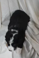 Buttons, a female Border Collie and Bernese Mountain Dog for sale in Jackson, MI – 4 of 4