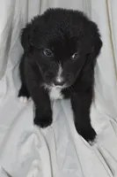 Coco, a female Border Collie and Bernese Mountain Dog for sale in Jackson, MI – 3 of 3