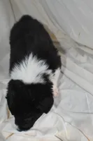 Panther, a male Border Collie and Bernese Mountain Dog for sale in Jackson, MI – 6 of 6
