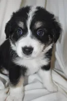 Bernie, a male Border Collie and Bernese Mountain Dog for sale in Jackson, MI – 6 of 6