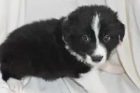 Stitch, a male Border Collie and Bernese Mountain Dog for sale in Jackson, MI – 1 of 5