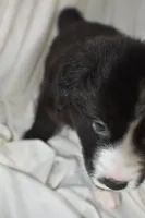 Vader, a male Border Collie and Bernese Mountain Dog for sale in Jackson, MI – 6 of 7