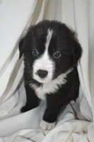 Vader, a male Border Collie and Bernese Mountain Dog for sale in Jackson, MI – 1 of 7