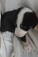 Valley, a female Border Collie and Bernese Mountain Dog for sale in Jackson, MI – 6 of 6