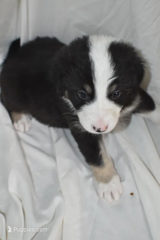Valley – Border Collie, Bernese Mountain Dog puppy for sale in Jackson, MI