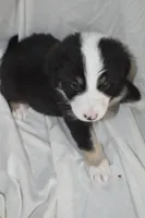 Valley, a female Border Collie and Bernese Mountain Dog for sale in Jackson, MI – 1 of 6