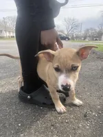 Scar, a male American Pit Bull Terrier and Dachshund for sale in South Bend, IN – Photo 5 of 8