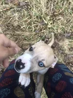 Scar, a male American Pit Bull Terrier and Dachshund for sale in South Bend, IN – Photo 4 of 8