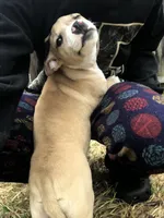 Scar, a male American Pit Bull Terrier and Dachshund for sale in South Bend, IN – Photo 1 of 8