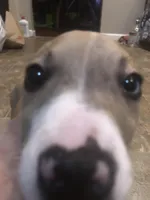 Scar, a male American Pit Bull Terrier and Dachshund for sale in South Bend, IN – Photo 3 of 8