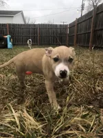 Scar, a male American Pit Bull Terrier and Dachshund for sale in South Bend, IN – Photo 6 of 8
