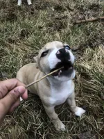 Scar, a male American Pit Bull Terrier and Dachshund for sale in South Bend, IN – Photo 8 of 8