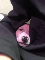 Scar, a male American Pit Bull Terrier and Dachshund for sale in South Bend, IN – Photo 2 of 8