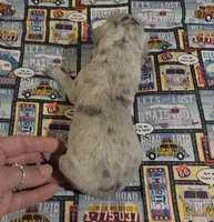 Huxley, a male Great Dane for sale in Chillicothe, OH – 4 of 10