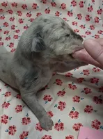 Ella Mae, a female Great Dane for sale in Chillicothe, OH – 6 of 6