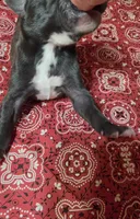 HOLDEN, a male Great Dane for sale in Chillicothe, OH – 7 of 8