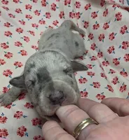 Ella Mae, a female Great Dane for sale in Chillicothe, OH – 2 of 6