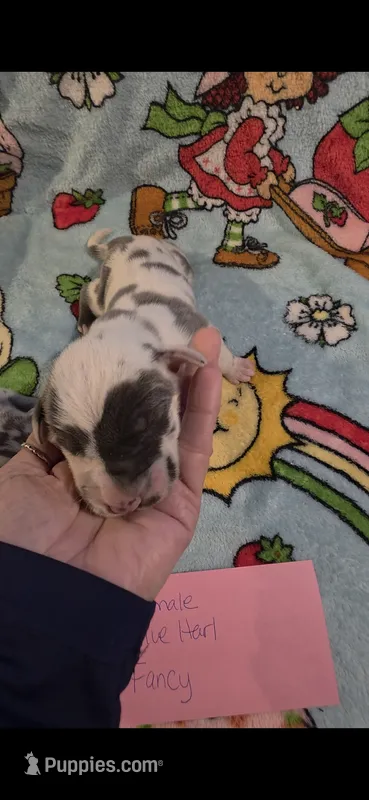 Miss Bossy Britches – Great Dane puppy for sale in Chillicothe, OH