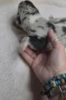 Jewel DOB 6/5/26, a female Great Dane for sale in Chillicothe, OH – 9 of 10